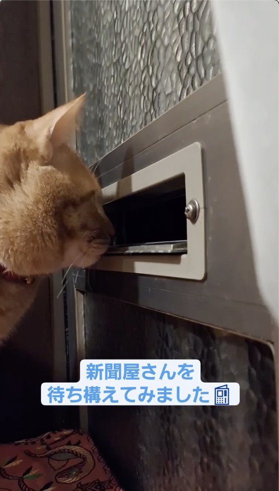 新聞屋さんを待っている猫