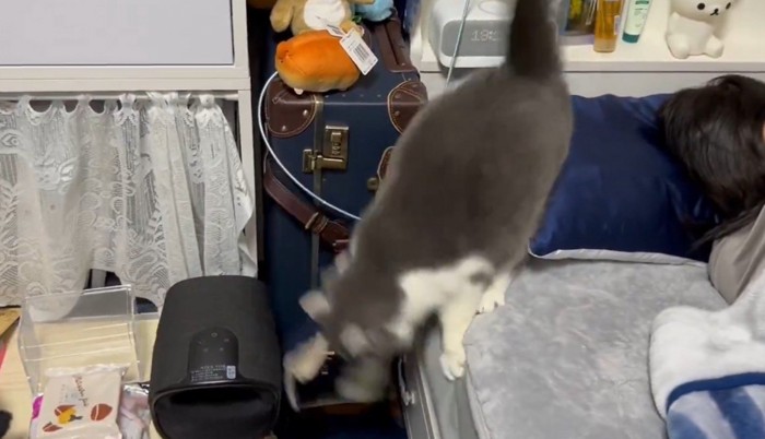 滑り落ちる猫