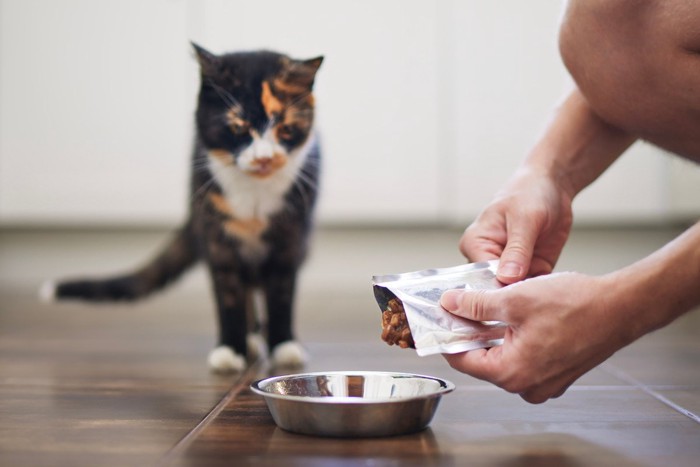 パウチごはんをもらう猫