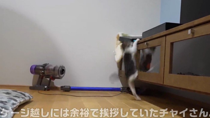 テレビ台から滑り落ちる子猫