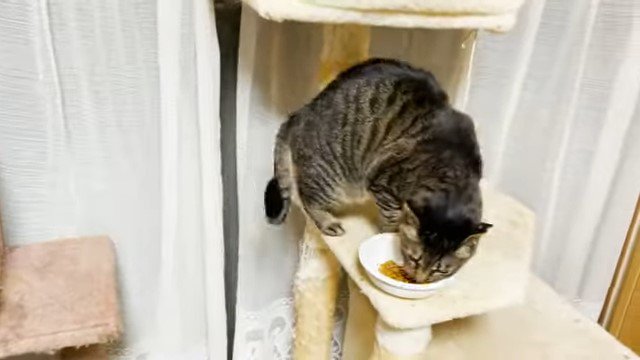 キャットタワーの上でエサを食べる猫