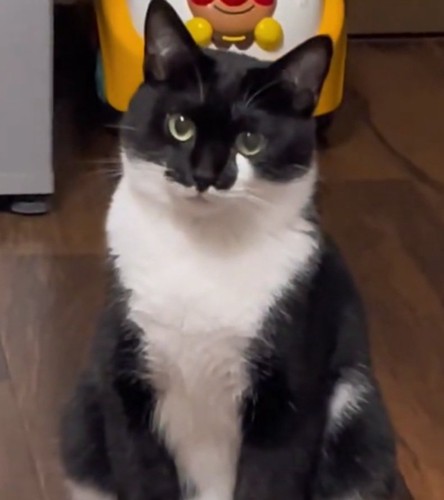 飼い主さんを見つめる猫