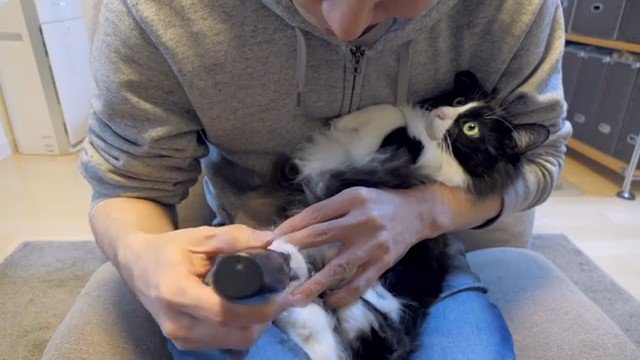 猫の後ろ右足の毛をカットする男性