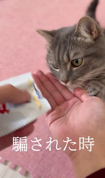 おやつの袋を見つめる猫