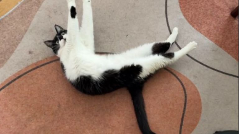 室内にいる猫