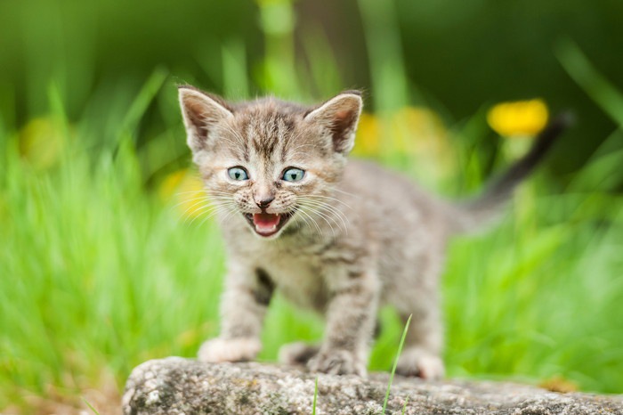 外で鳴いている子猫