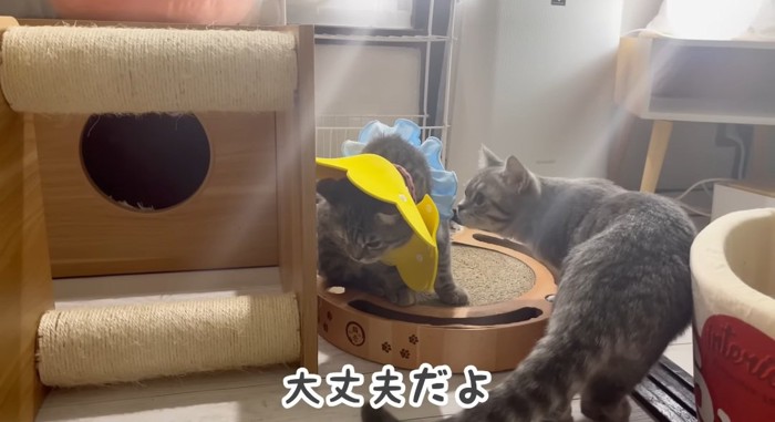 匂いを嗅ぐ猫