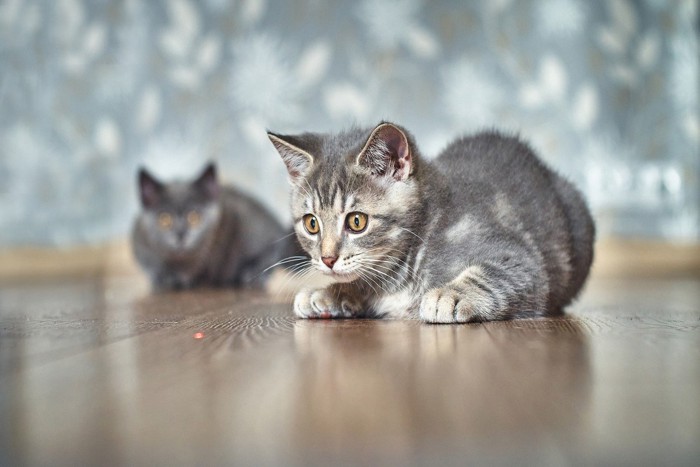 好奇心旺盛な子猫