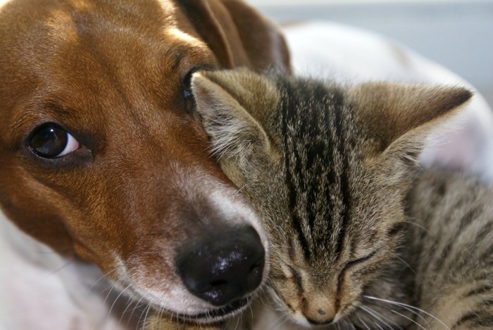 見つめる犬と猫