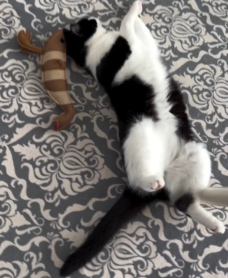 寝る猫