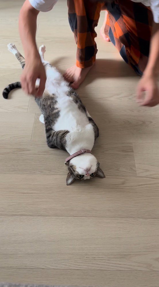 前足と後ろ足を伸ばして仰向けになる猫