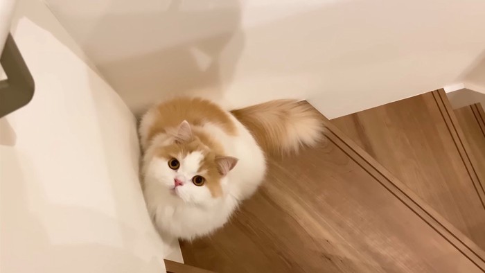 見上げて