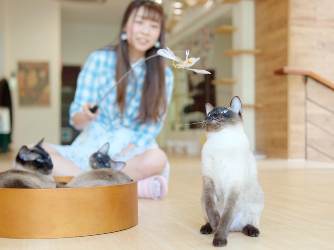 じゃらしで遊ぶ猫