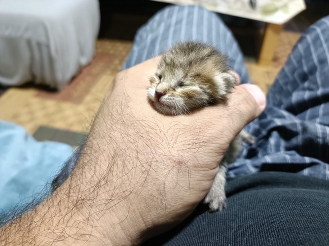 手のひらで包まれる子猫