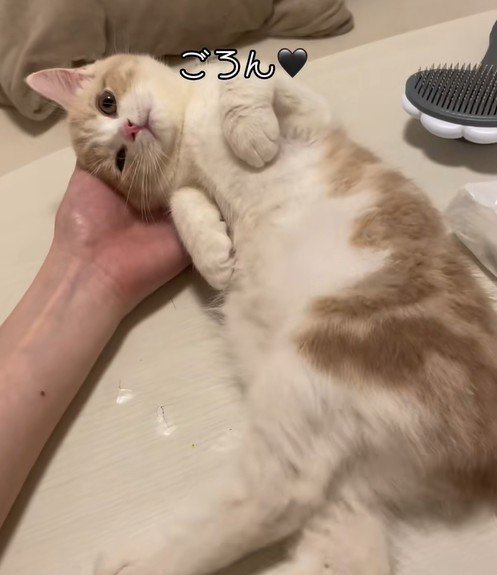 ごろんとおなかを見せる猫