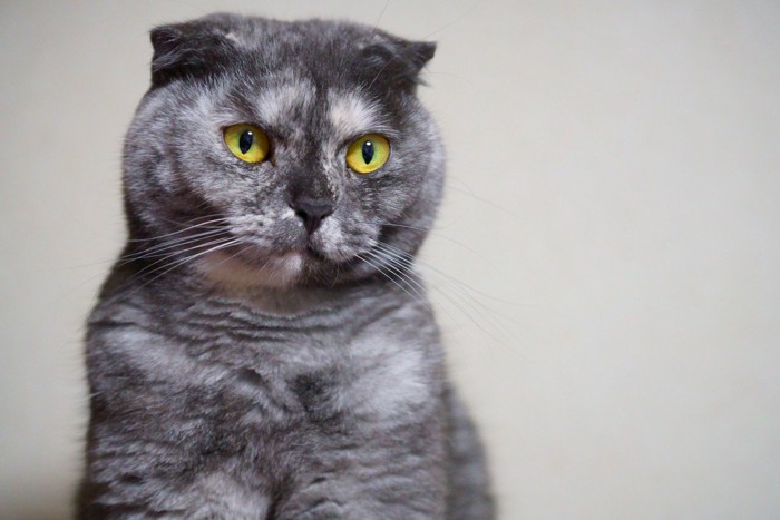 スコティッシュフォールド