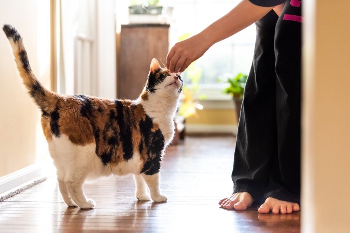 甘える三毛猫