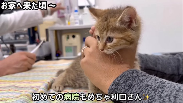 初めての病院の文字と子猫