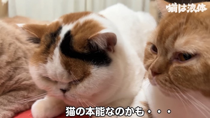 2匹の猫の顔