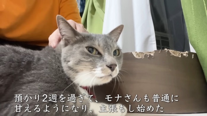 カメラをみる猫