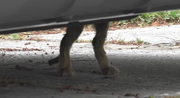 車の中に入ろうとする猫の足