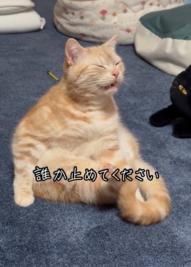 顔を引きつらせるゴロちゃん