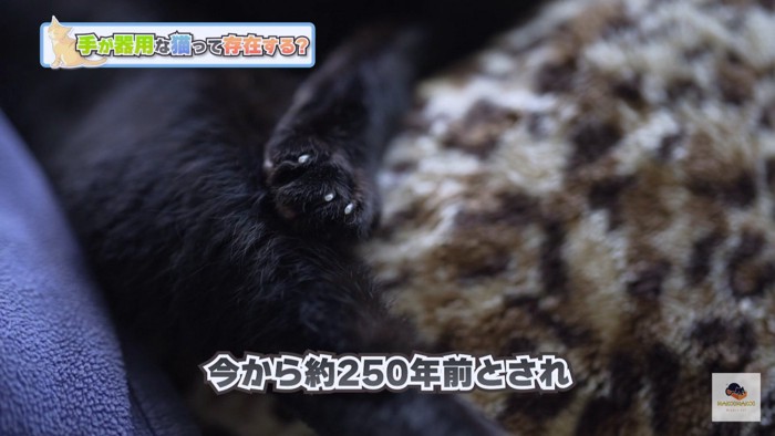 黒猫のお手々