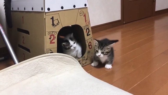 キャットハウスの中からそといる子猫を見る子猫