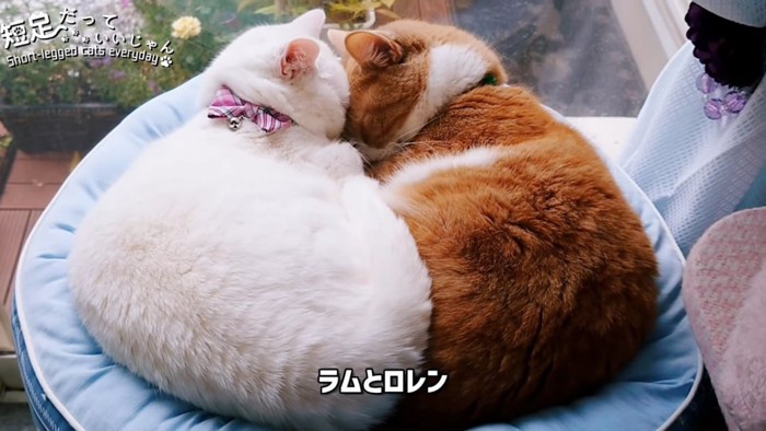 顔をくっつけて寝る猫