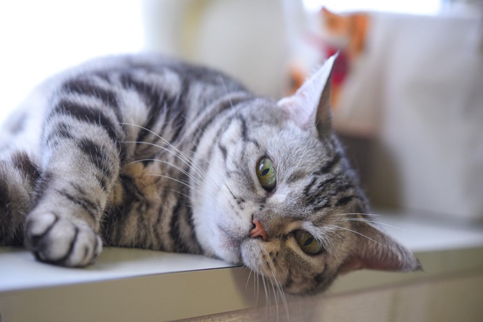 冷たい板の上でだらける猫