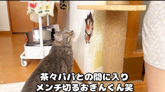 見つめる猫