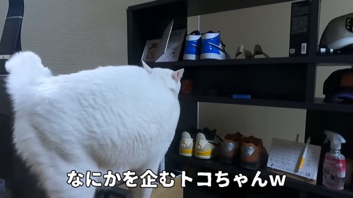 棚を見上げる猫の後ろ姿