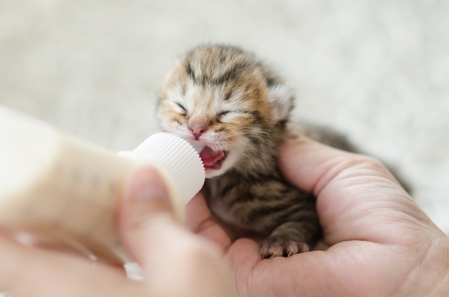 ミルクを飲んでいる子猫