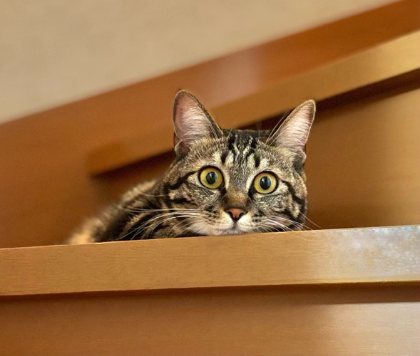 階段の上の猫