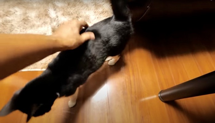 撫でらる猫