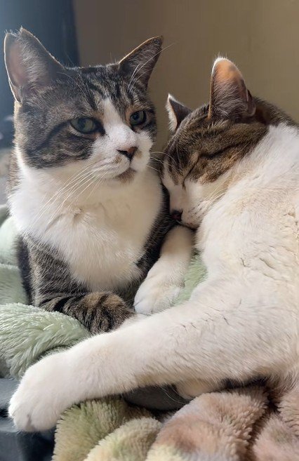 寄り添って寝る2匹の猫