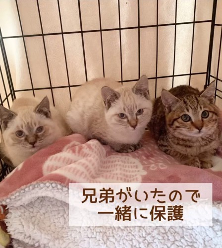 3匹の子猫