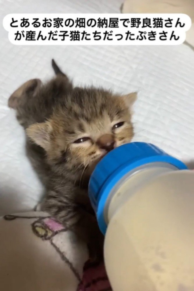 ミルクを飲む子猫