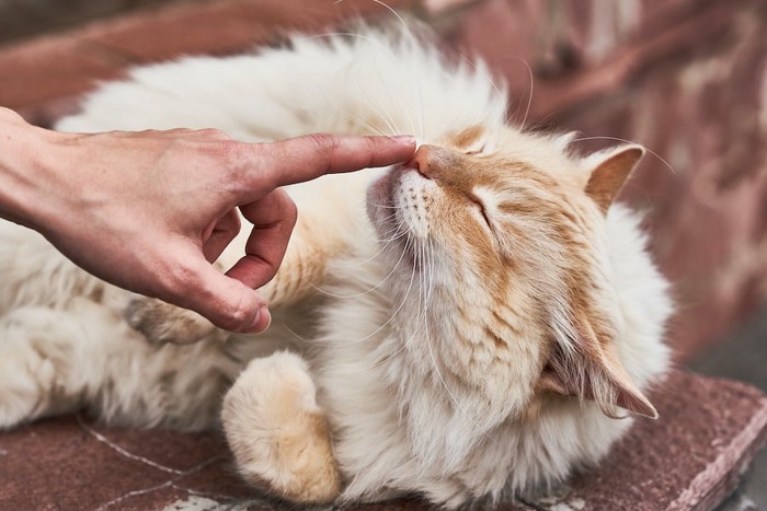 寝転んで飼い主の指の匂いを嗅ぐ猫