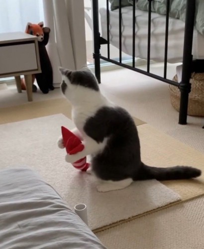 レッサーパンダのぬいぐるみを見て動きを止める猫