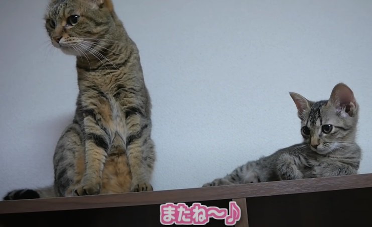 一緒に寛ぐ2匹の猫