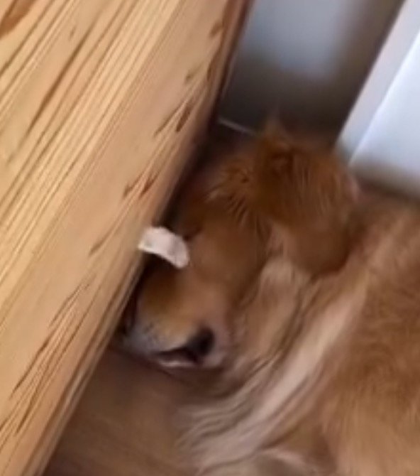 犬の顔に何度も当たる猫の前足