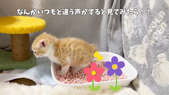 トイレに入る子猫