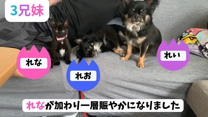 並ぶ猫と犬