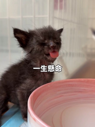 目を閉じて舌を出す子猫