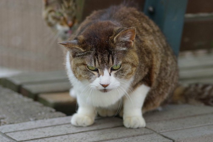 起こる猫