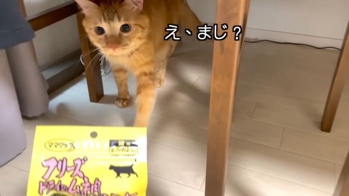 駆け寄る猫