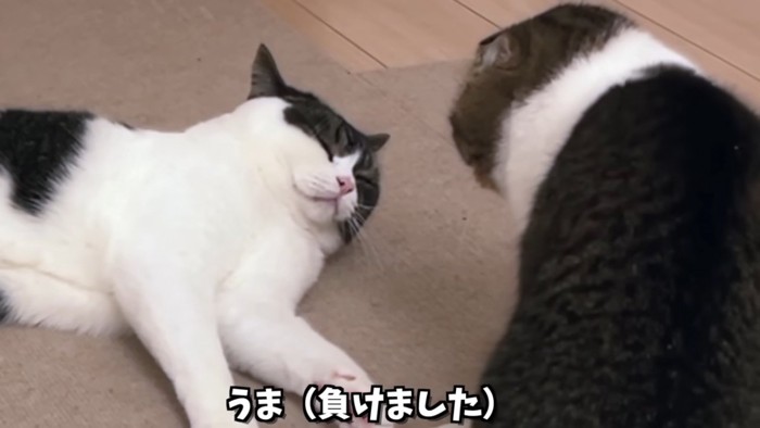 目を閉じる猫