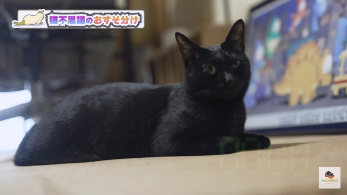 腹ばいになった黒猫