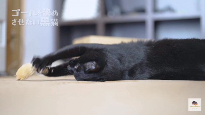 激しくオモチャで遊ぶ黒猫